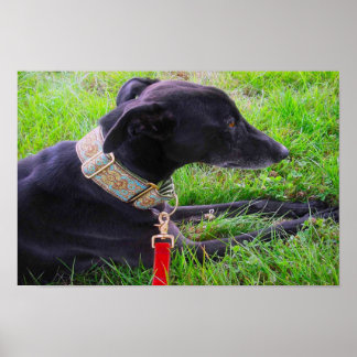 Greyhounds calm poster