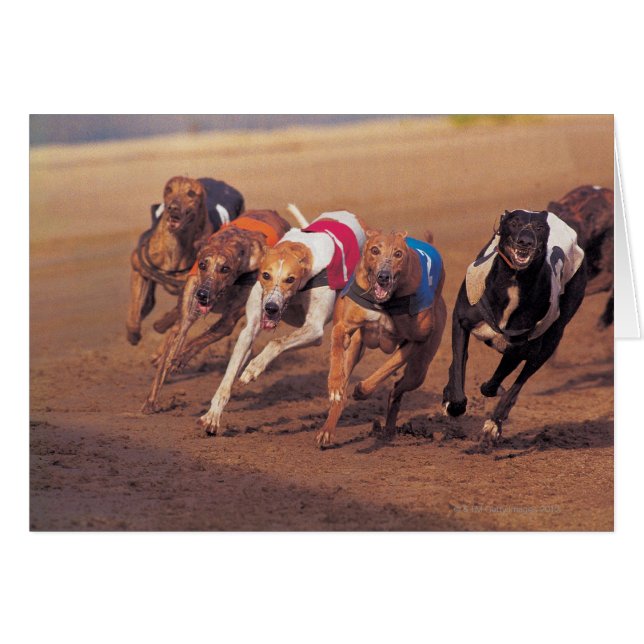 Greyhounds racing on track (Front Horizontal)