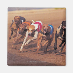 Greyhounds racing on track magnet