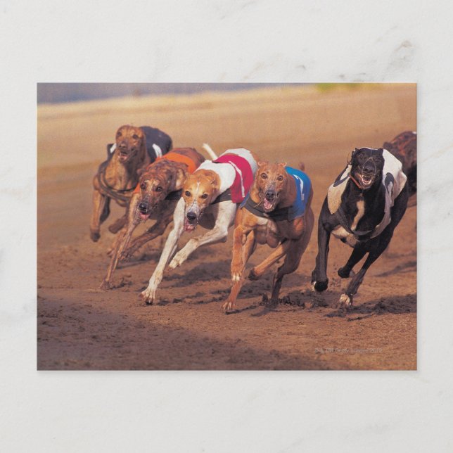 Greyhounds racing on track postcard (Front)