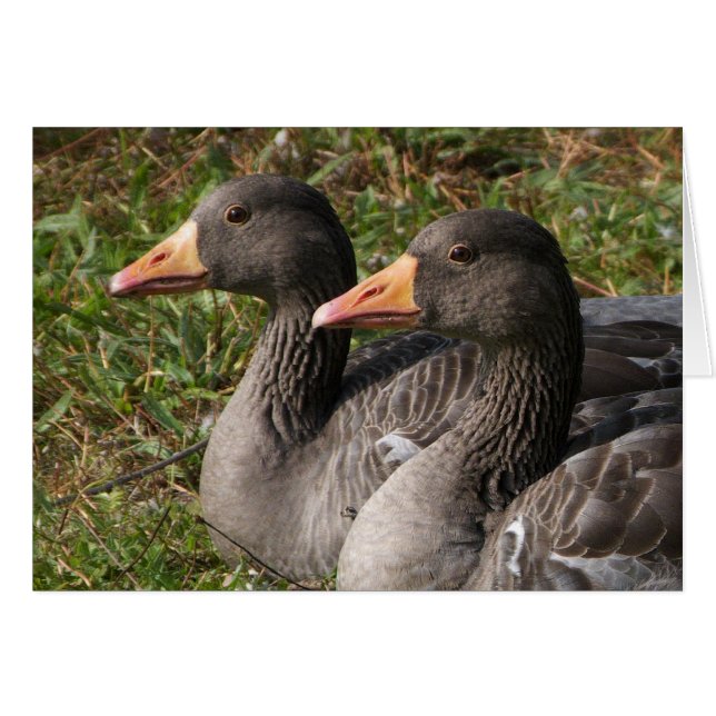 Greylag Geese (Front Horizontal)