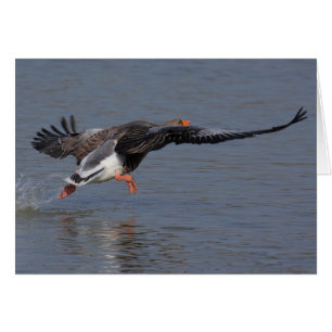 Greylag Geese