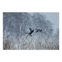Greylag geese flying in snow poster