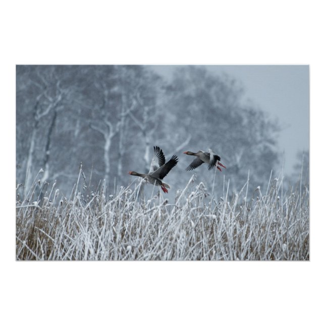 Greylag geese flying in snow poster (Front)