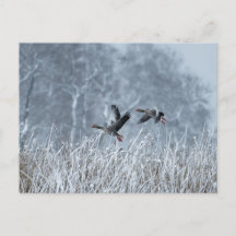 Greylag geese flying in snowy landscape postcard