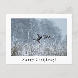Greylag geese in snowy landscape christmas card.  holiday postcard
