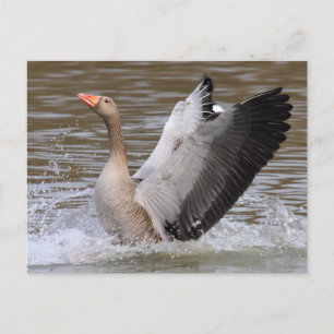 Greylag Geese Postcard