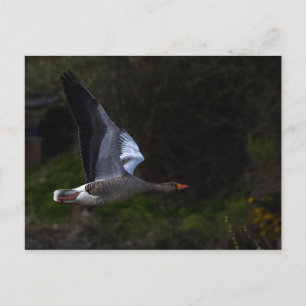 Greylag Geese Postcard