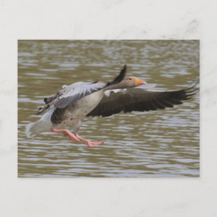Greylag Geese Postcard
