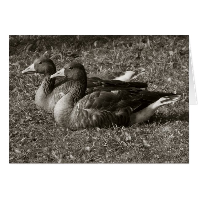 Greylag Geese (Sepia) (Front Horizontal)