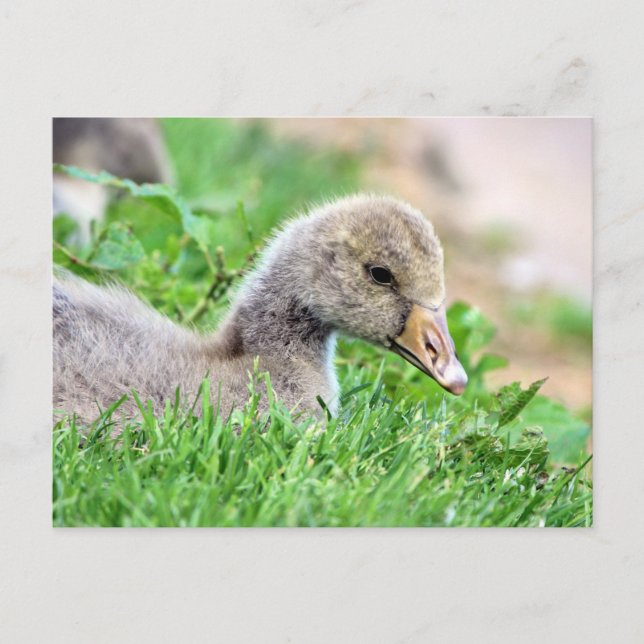 Greylag Goose Gosling Postcard (Front)