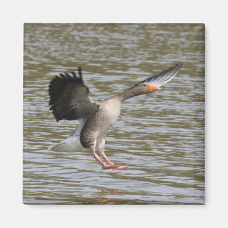 Greylag Goose Magnet