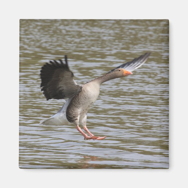 Greylag Goose Magnet (Front)