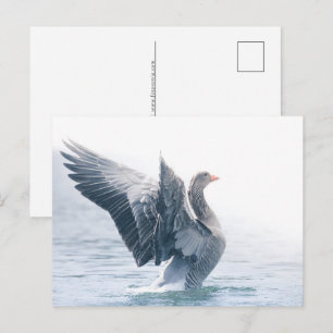Greylag goose nature photo holiday postcard
