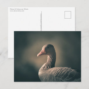 Greylag Goose Nature Photo Postcard