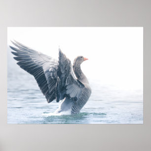 Greylag goose nature photo poster