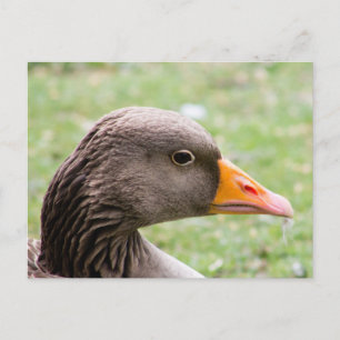 Greylag Goose Postcard