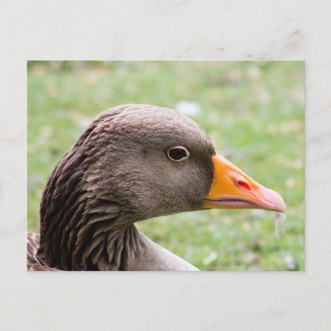 Greylag Goose Postcard (Front)