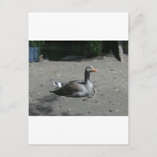 Greylag Goose Postcard
