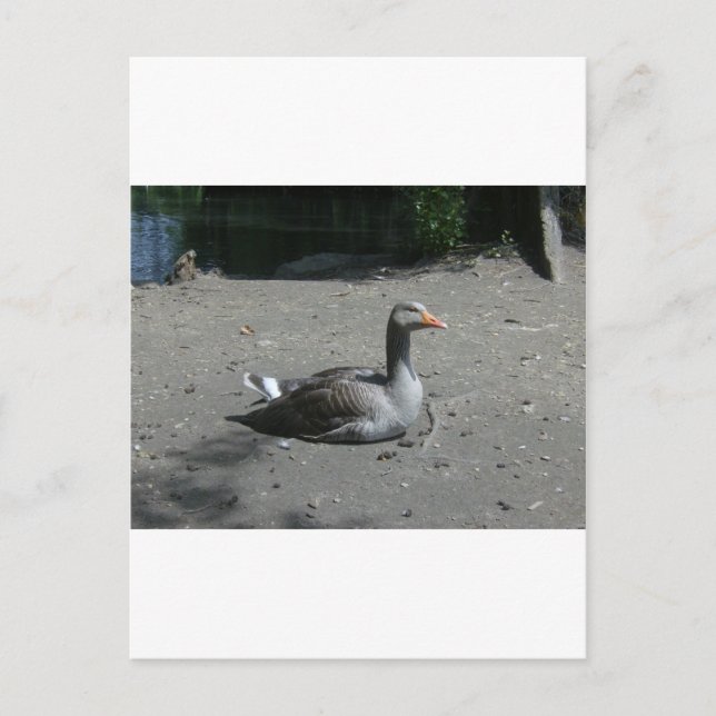 Greylag Goose Postcard (Front)
