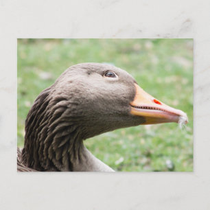 Greylag Goose Postcard