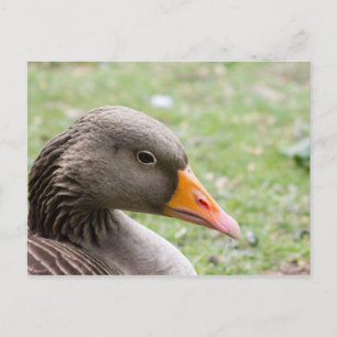 Greylag Goose Postcard