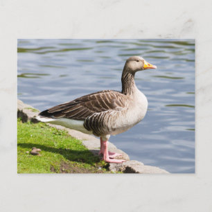 Greylag Goose Postcard