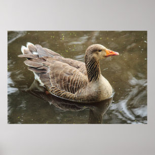Greylag Goose. Roath Park Lake, Cardiff, Wales Pos Poster