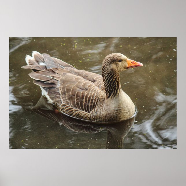 Greylag Goose. Roath Park Lake, Cardiff, Wales Pos Poster (Front)