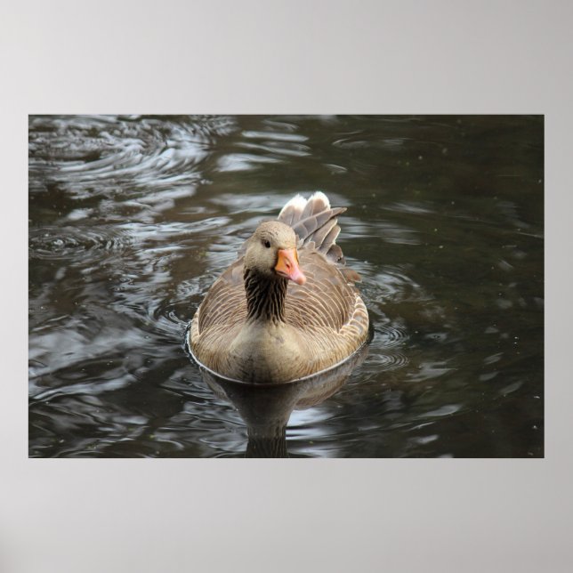 Greylag Goose. Roath Park Lake, Cardiff, Wales Pos Poster (Front)