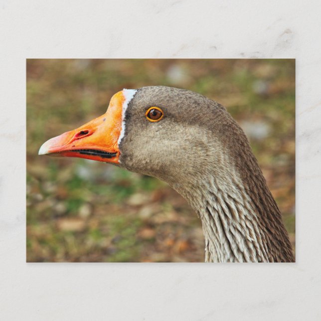 Greylag Goose, Roath Park Lake, Cardiff, Wales Postcard (Front)
