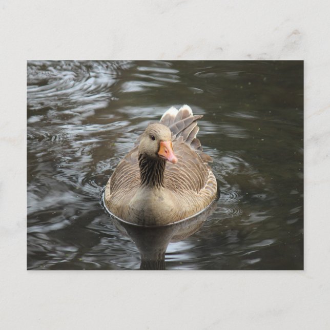 Greylag Goose. Roath Park Lake, Cardiff, Wales Postcard (Front)