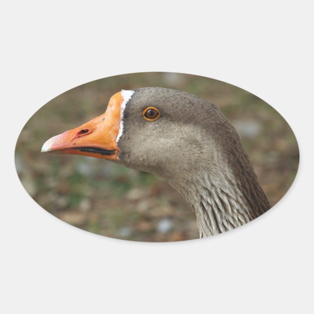 Greylag Swan Goose Cross Oval Sticker (Front)
