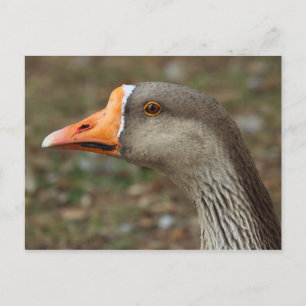 Greylag Swan Goose Cross Postcard