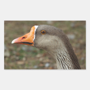 Greylag Swan Goose Cross Rectangular Sticker