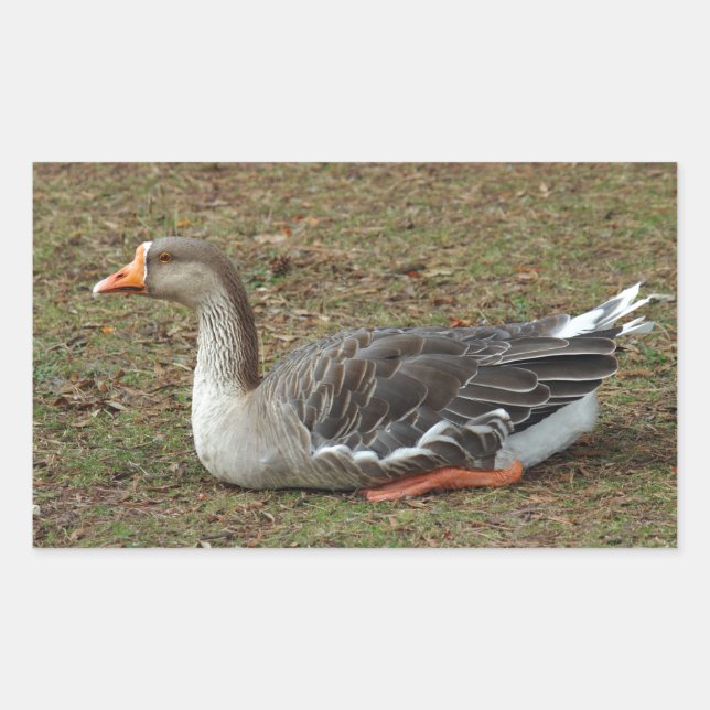 Greylag Swan Goose Cross Rectangular Sticker (Front)