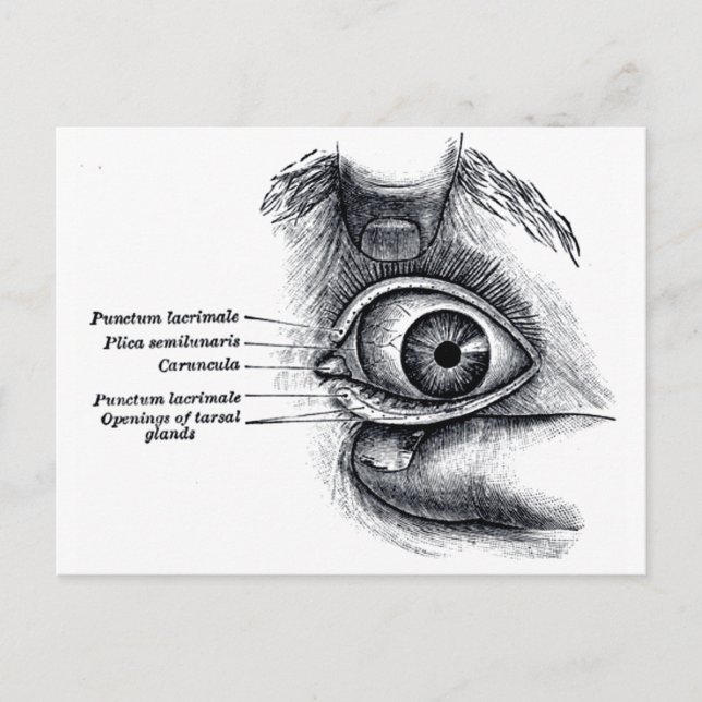 Grey's Anatomy — eyeball Postcard (Front)