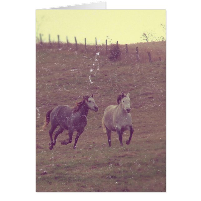 Greys Gallop Grunge (Front)