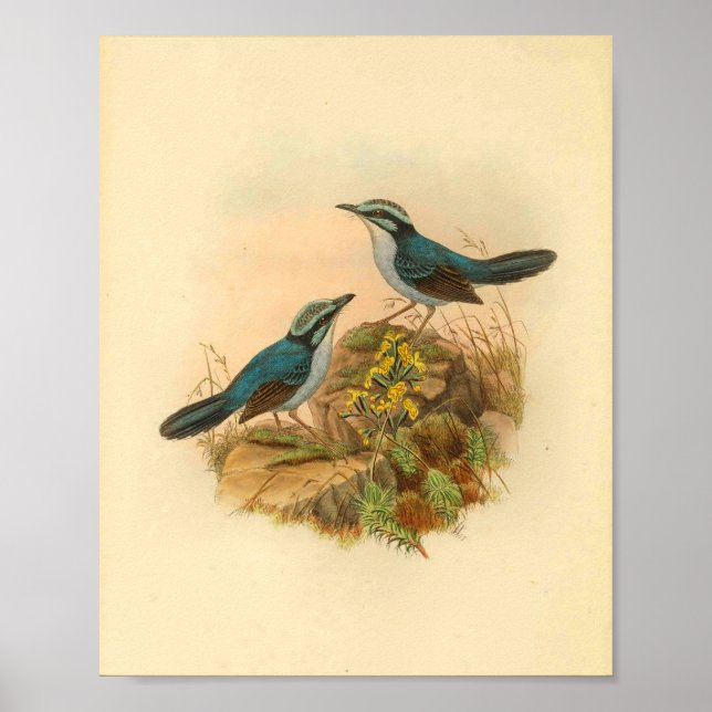 Grey's Todopsis Wren Blue Bird Vintage Print (Front)