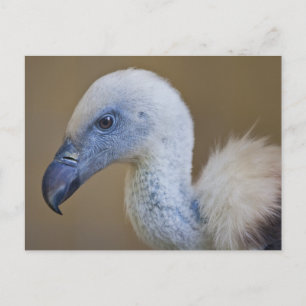 Griff Postcard