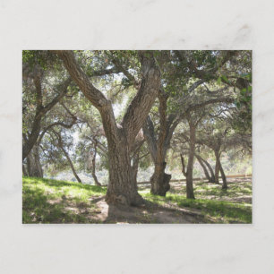 Griffith Park 5/6/07 Postcard