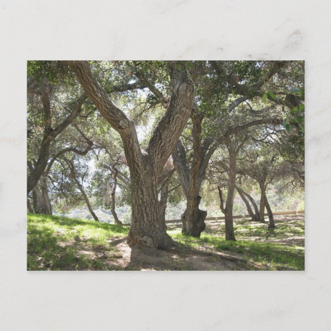 Griffith Park 5/6/07 Postcard (Front)