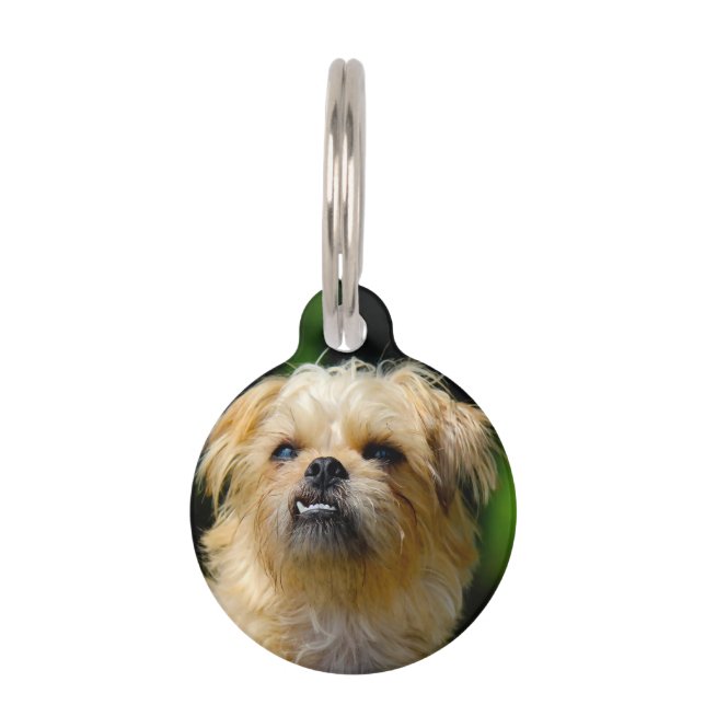 Griffon Dog Pet Tag (Front)