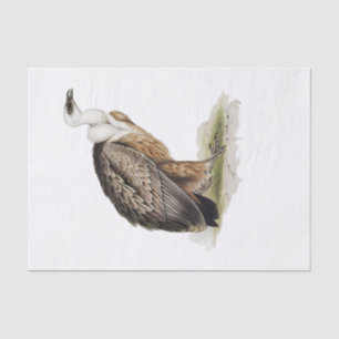 Griffon Vulture Decoupage Tissue Paper