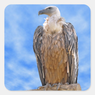 Griffon vulture on branch square sticker