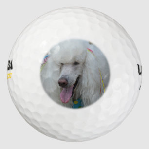 Grinning White Standard Poodle Golf Balls