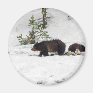 Grizzlies in the Snow Magnet