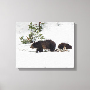 Grizzlies in the Snow Stretched Canvas Print