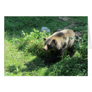Grizzly Bear