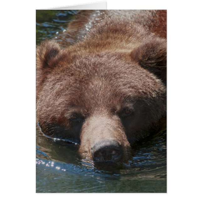 Grizzly Bear (Front)